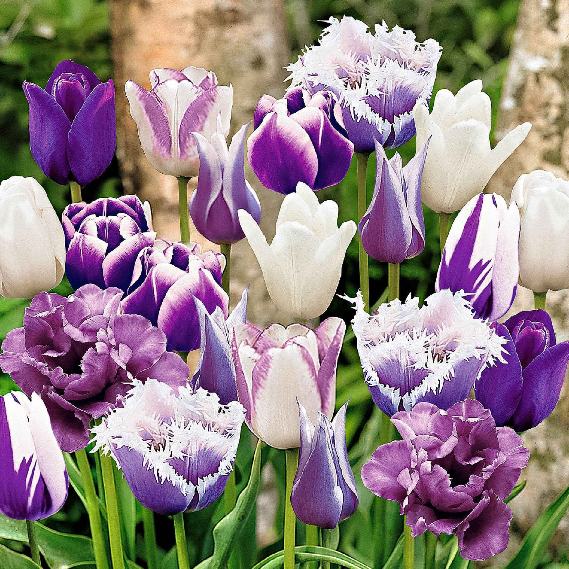 15x Tulpen Tulipa - Mix 'Paradise' paars-wit - Alle bloembollen