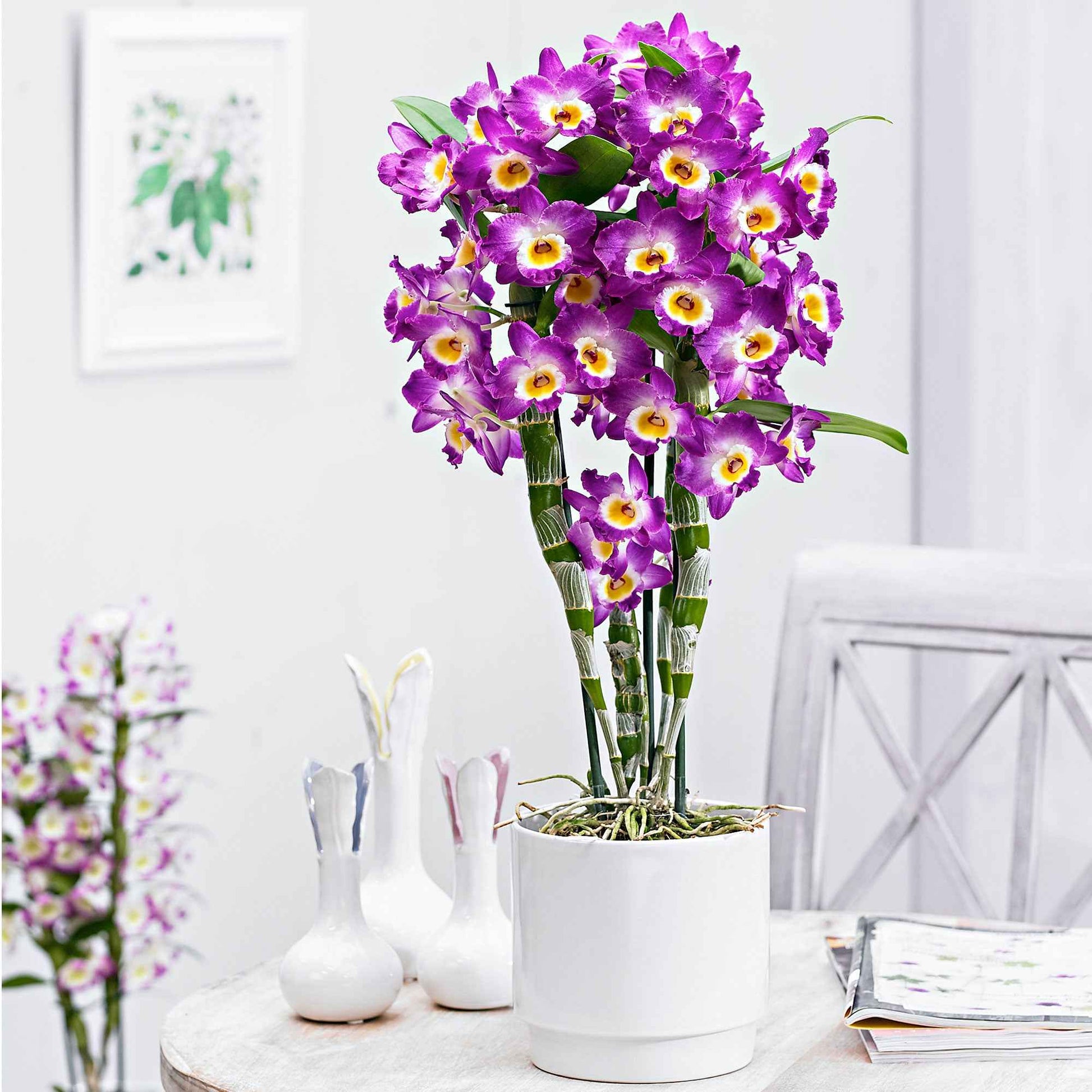Orchidee Dendrobium 'Comet King Akatsuki' Paars-Wit - Bloeiende kamerplanten