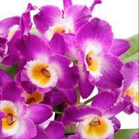 Orchidee Dendrobium 'Comet King Akatsuki' Paars-Wit - Huiskamerplanten