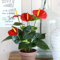 Kunstplant Anthurium Rood - Bloeiende kunstplanten