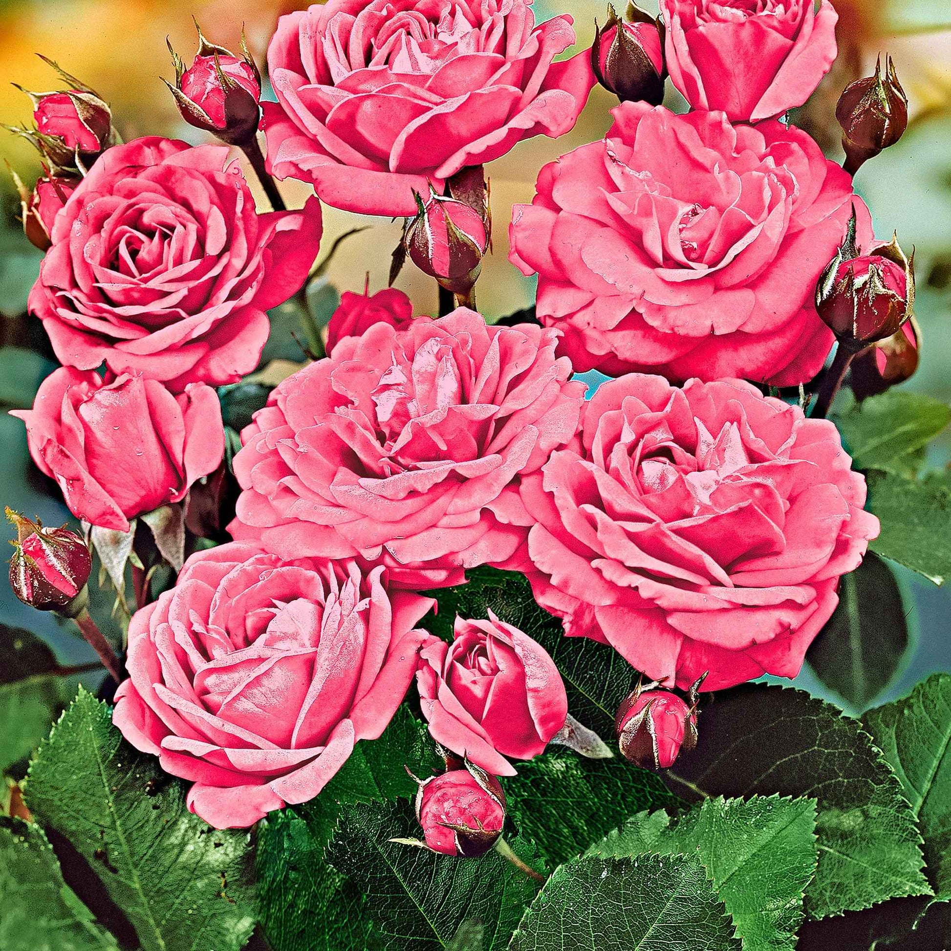 Stamroos Rosa 'Melrose' roze - Bare rooted - Winterhard - Heesters op stam