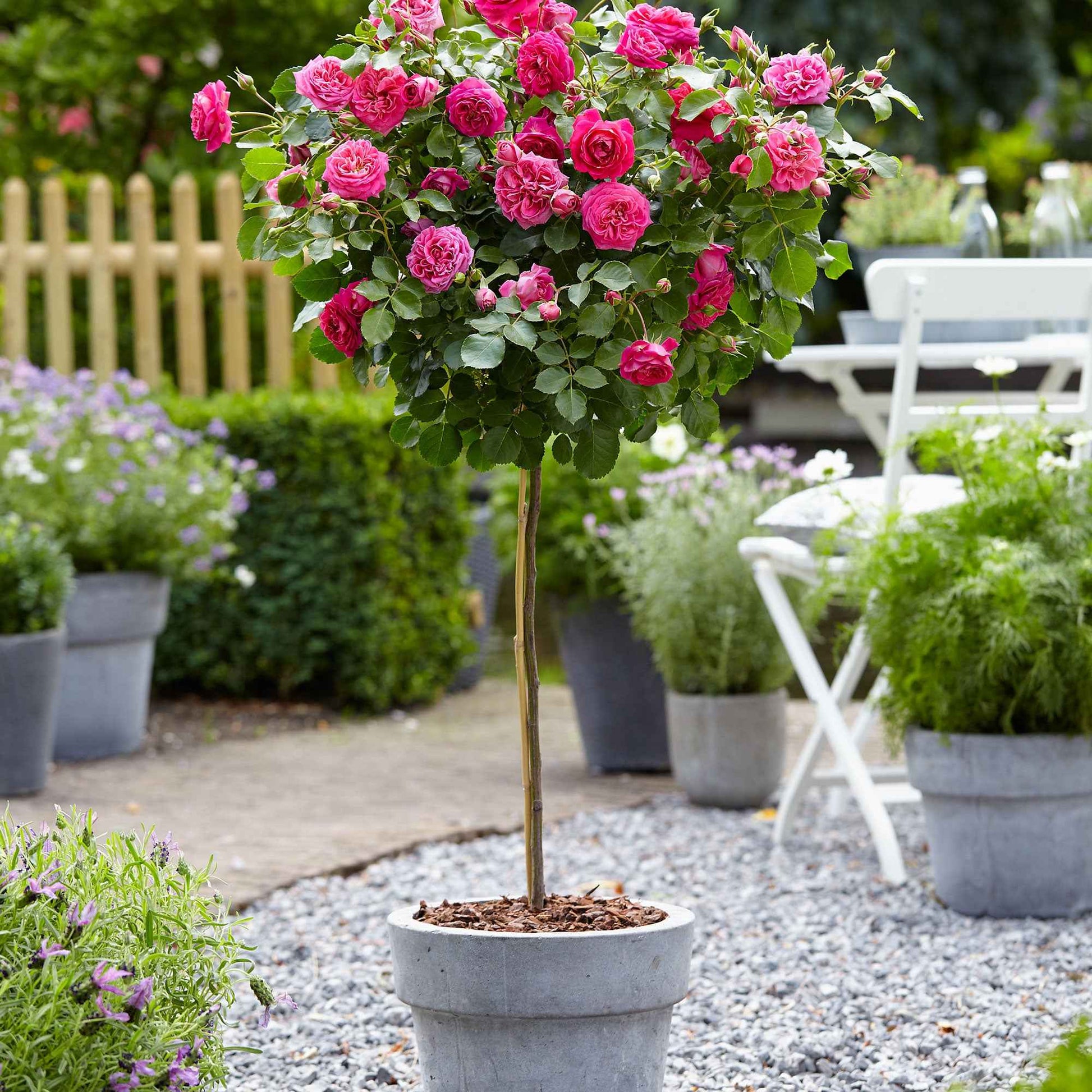 Stamroos Rosa 'Melrose' roze - Bare rooted - Winterhard - Heesters