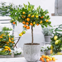 Calamondinboom Citrus mitis 'Calamondin' Oranje - Alle fruit