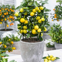 Limequatboom Citrus x floridana  op stam - Bomen en hagen