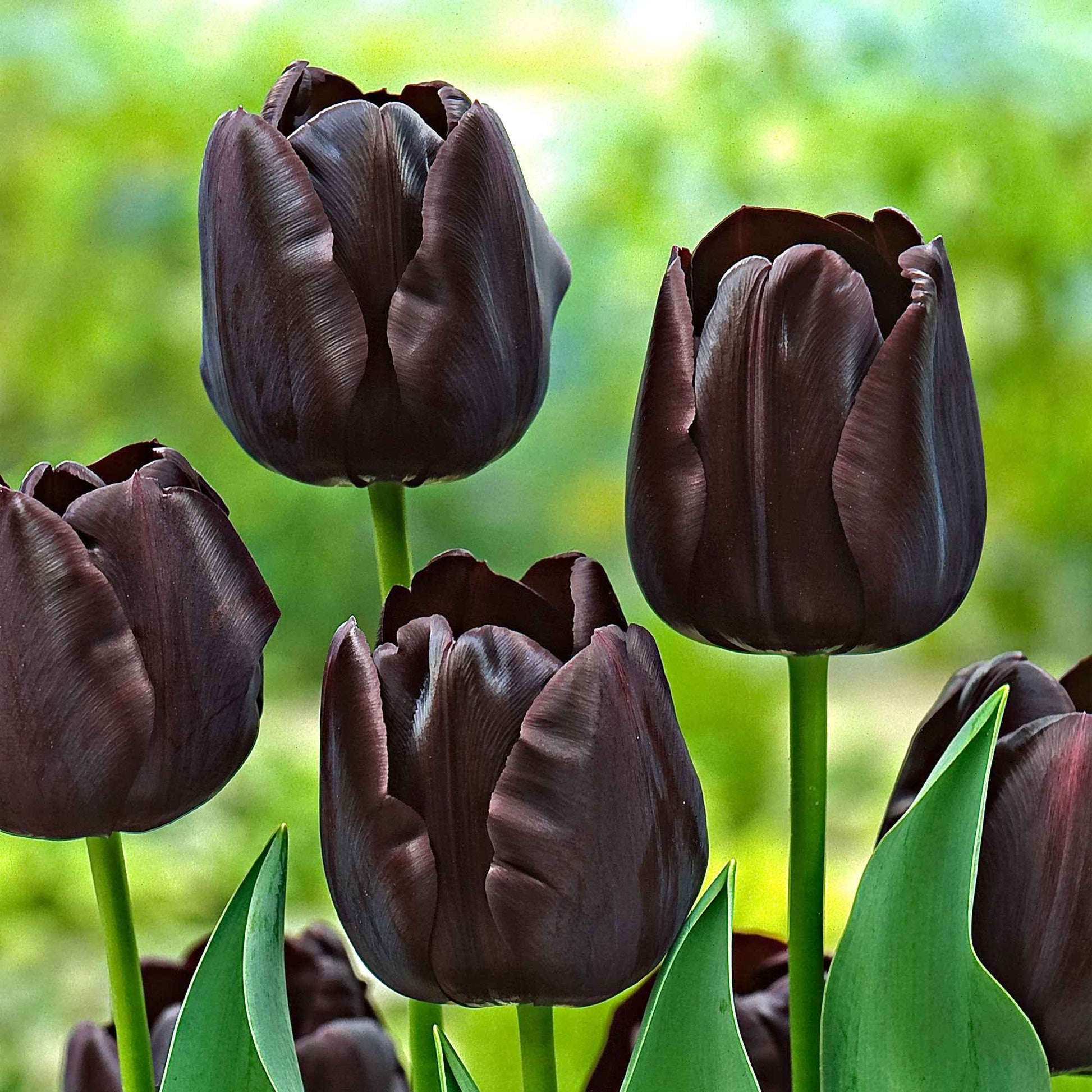 18x Tulpen Tulipa 'Paul Scherer' paars - Alle bloembollen