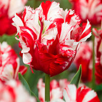 12x Tulpen Tulipa 'Estella Rijnveld' rood-wit - Alle bloembollen