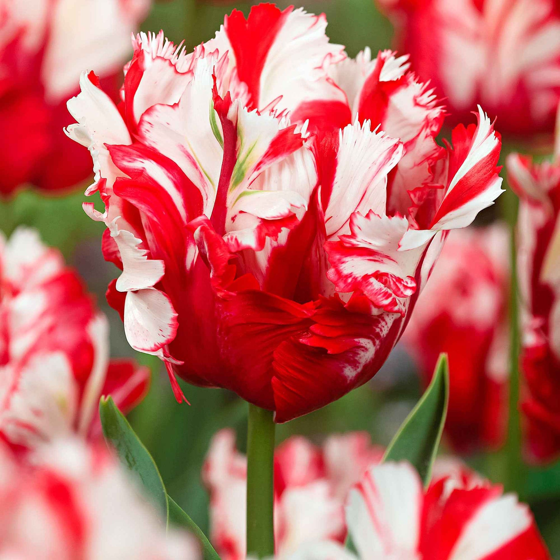 12x Tulpen Tulipa 'Estella Rijnveld' rood-wit - Alle populaire bloembollen