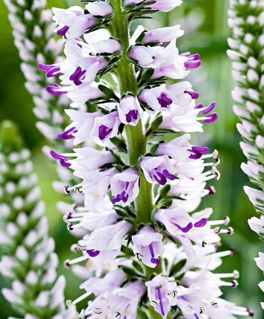 Ereprijs 'Pink Eveline' - Tuinplanten