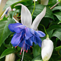 3x Dubbelbloemige Fuchsia 'Blue Angel' wit-paars - Buitenplant in pot cadeau