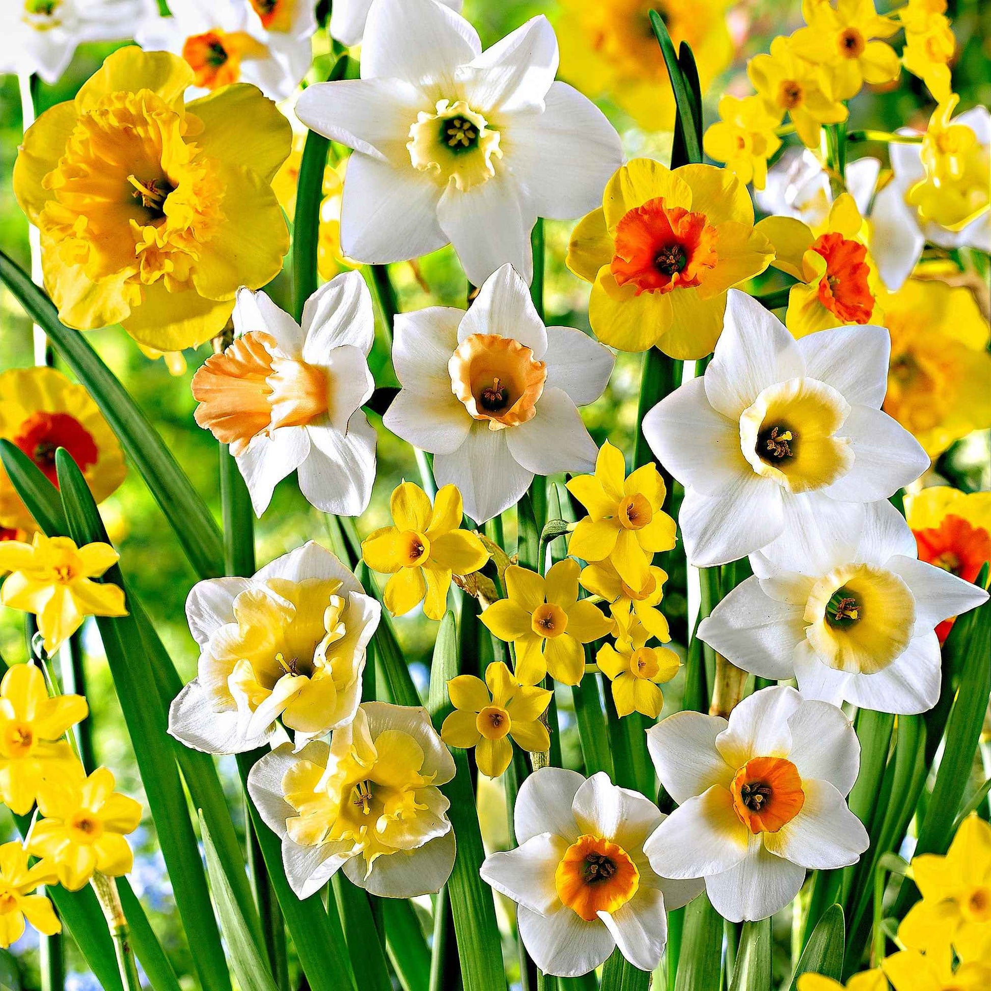 20x Narcissen Narcissus - Mix 'Beautiful Fragrance' wit-oranje-geel - Winterhard - Alle bloembollen
