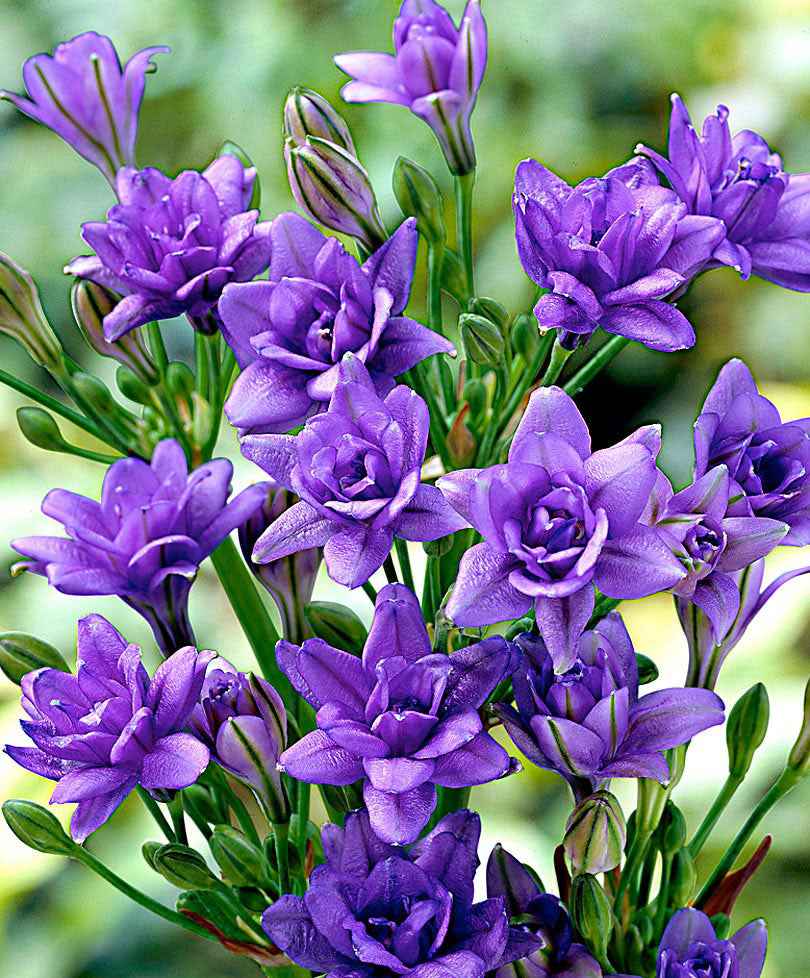 20x Triteleia 'Royal Blue' blauw - Alle bloembollen