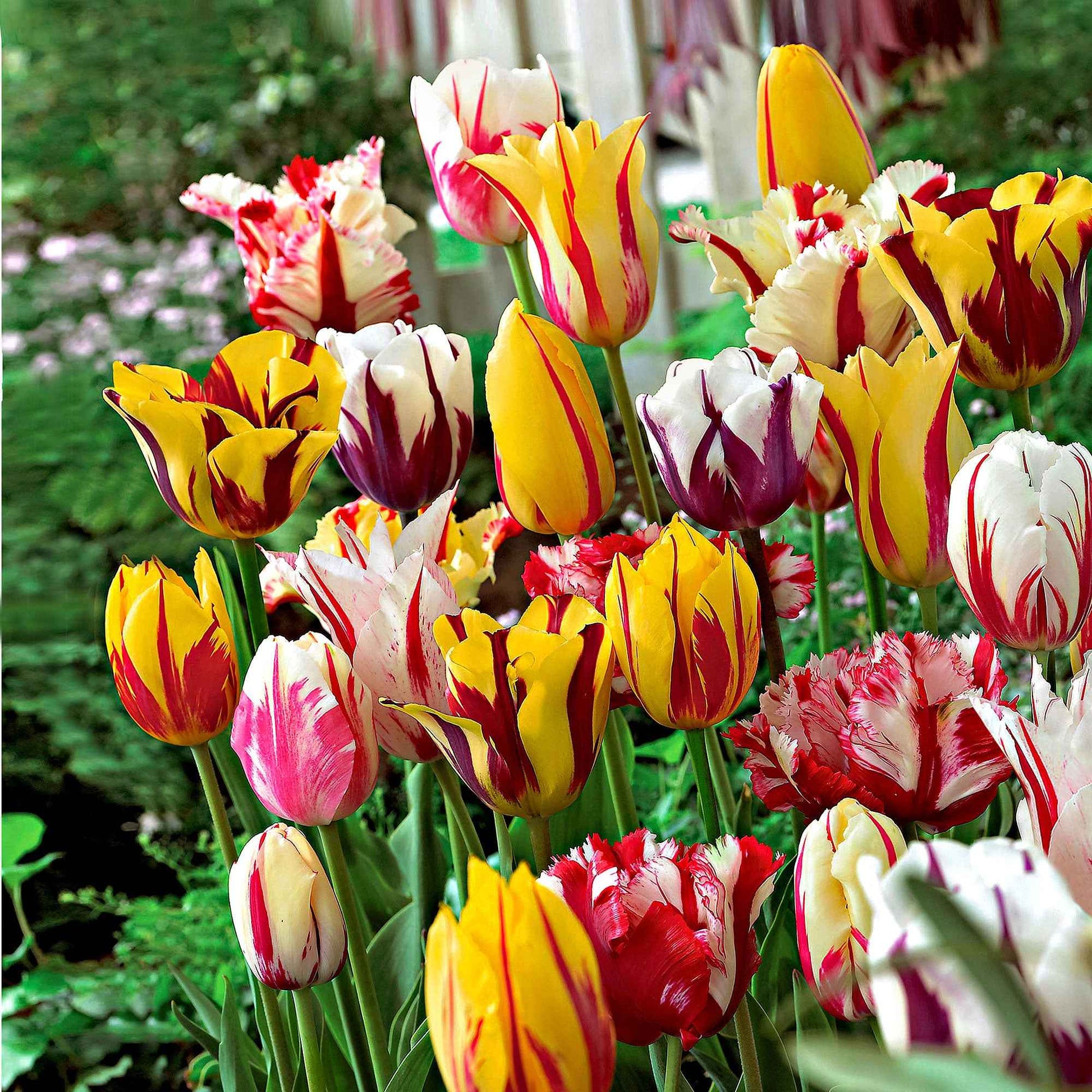 20x Tulpen Tulipa - Mix 'Rembrandt' - Alle populaire bloembollen