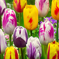 20x Tulpen Tulipa - Mix 'Rembrandt' - Bloembollen