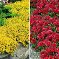 Muurpeper in 2 kleuren - Winterhard - Alle vaste tuinplanten