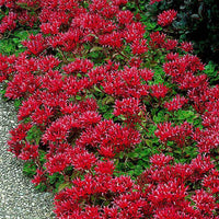 Muurpeper in 2 kleuren - Winterhard - Groenblijvende tuinplanten