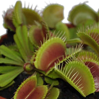 Venusvliegenval Dionaea muscipula - Groene kamerplanten