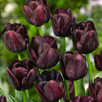18x Tulpen Tulipa 'Paul Scherer' paars - Alle populaire bloembollen