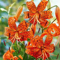 5x Lelies Lilium 'Splendens' oranje - Alle bloembollen