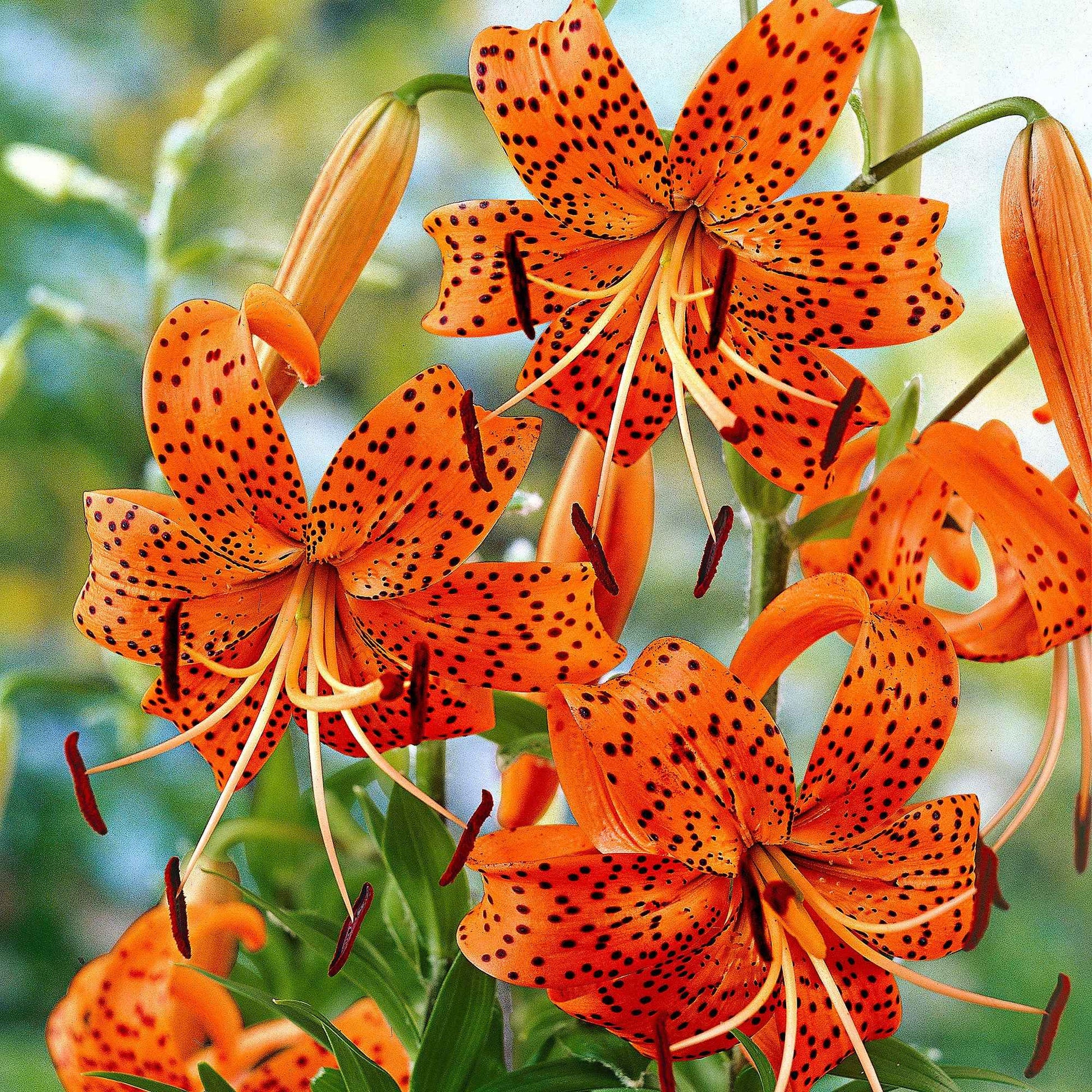 5x Lelies Lilium 'Splendens' oranje - Alle populaire bloembollen