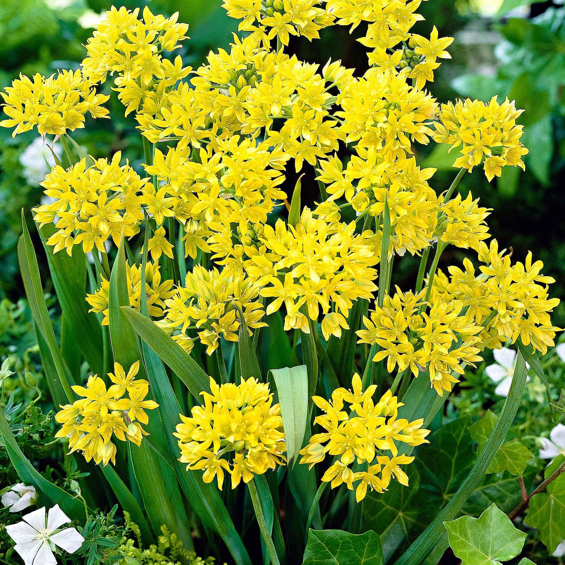 100x Sierui Allium moly Geel - Alle populaire bloembollen