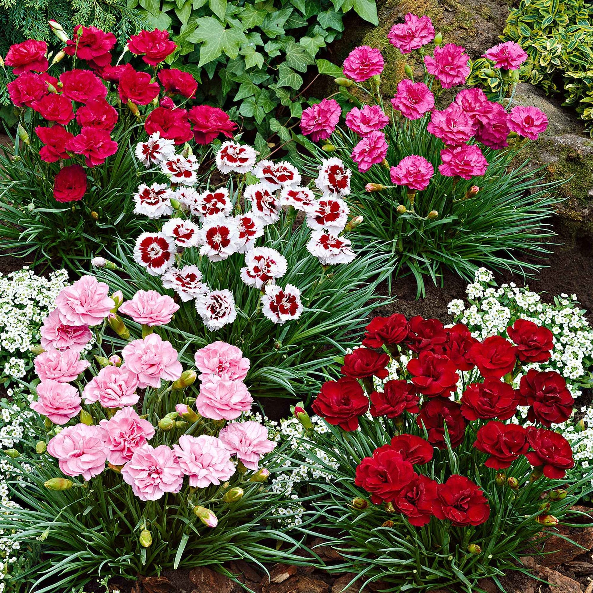 6x Grasanjer Dianthus -Mix 'Pretty Pink' Rood-Wit-Roze - Winterhard - Alle vaste tuinplanten