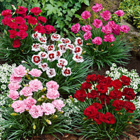 6x Grasanjer Dianthus -Mix 'Pretty Pink' Rood-Wit-Roze - Winterhard - Groenblijvende tuinplanten