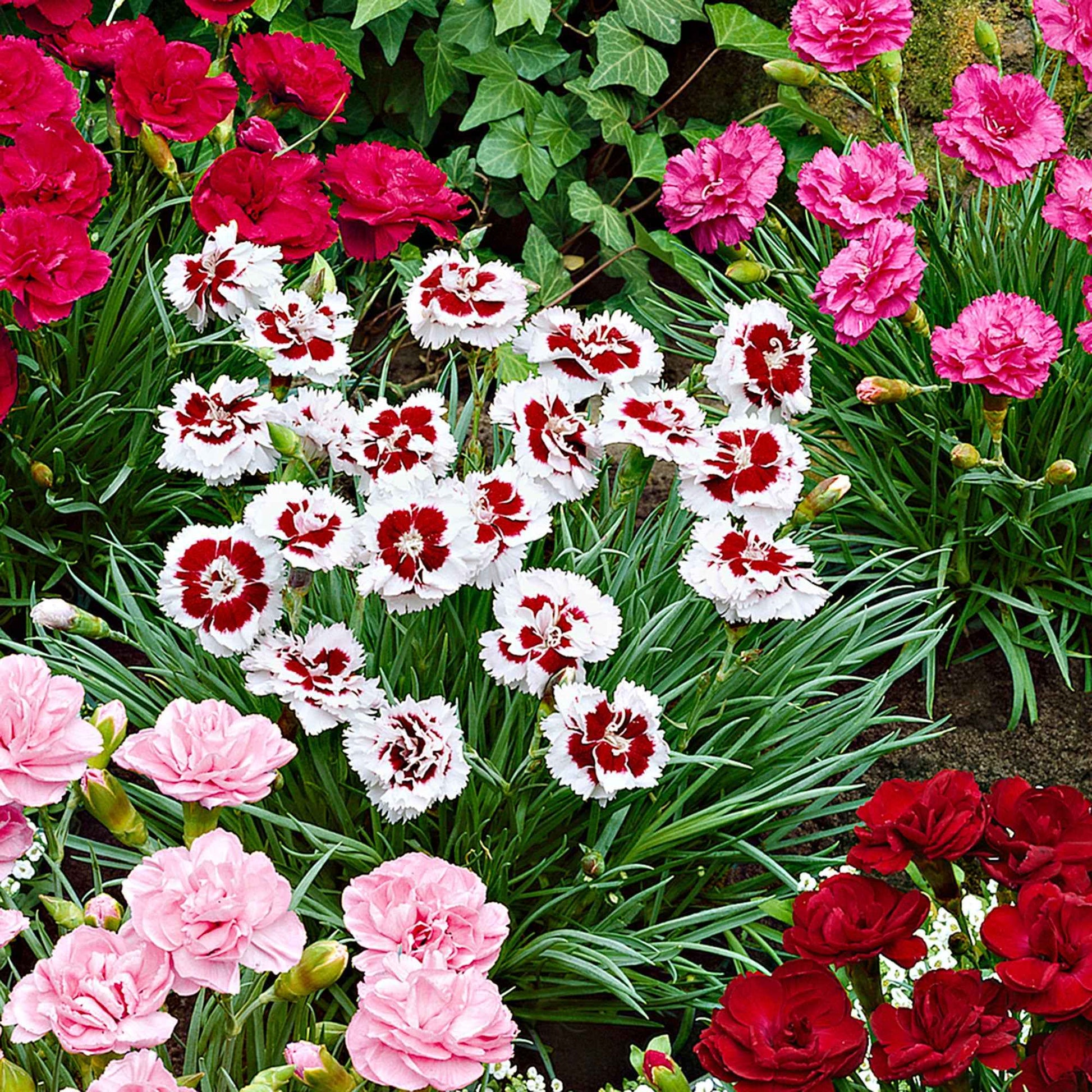 6x Grasanjer Dianthus -Mix 'Pretty Pink' Rood-Wit-Roze - Winterhard - Plant eigenschap