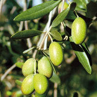Olijfboom Olea europaea 'Cipressino' incl. keramieken sierpot wit - Buitenplant in pot cadeau