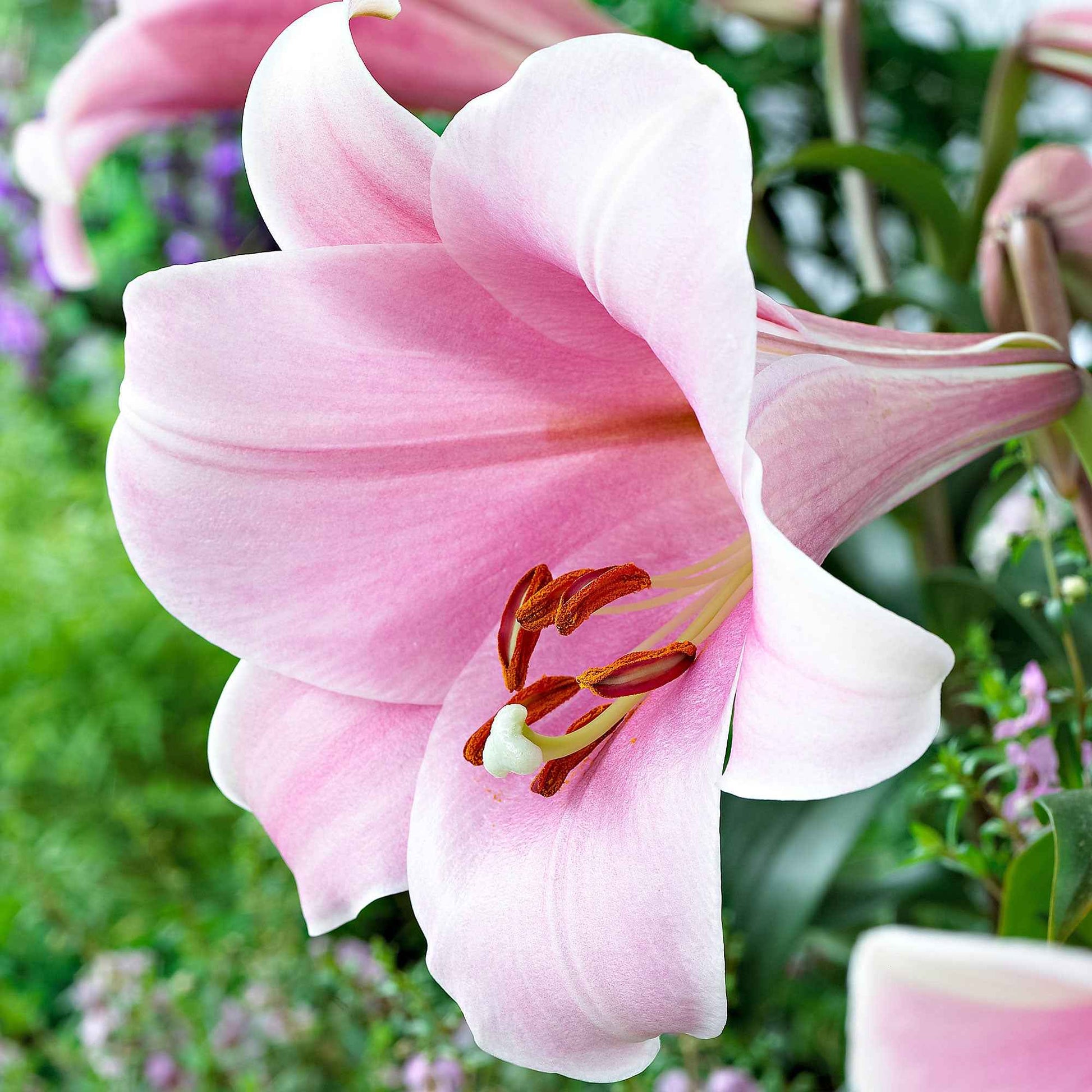 5x Lelie Lilium 'Bellsong' roze - Alle populaire bloembollen