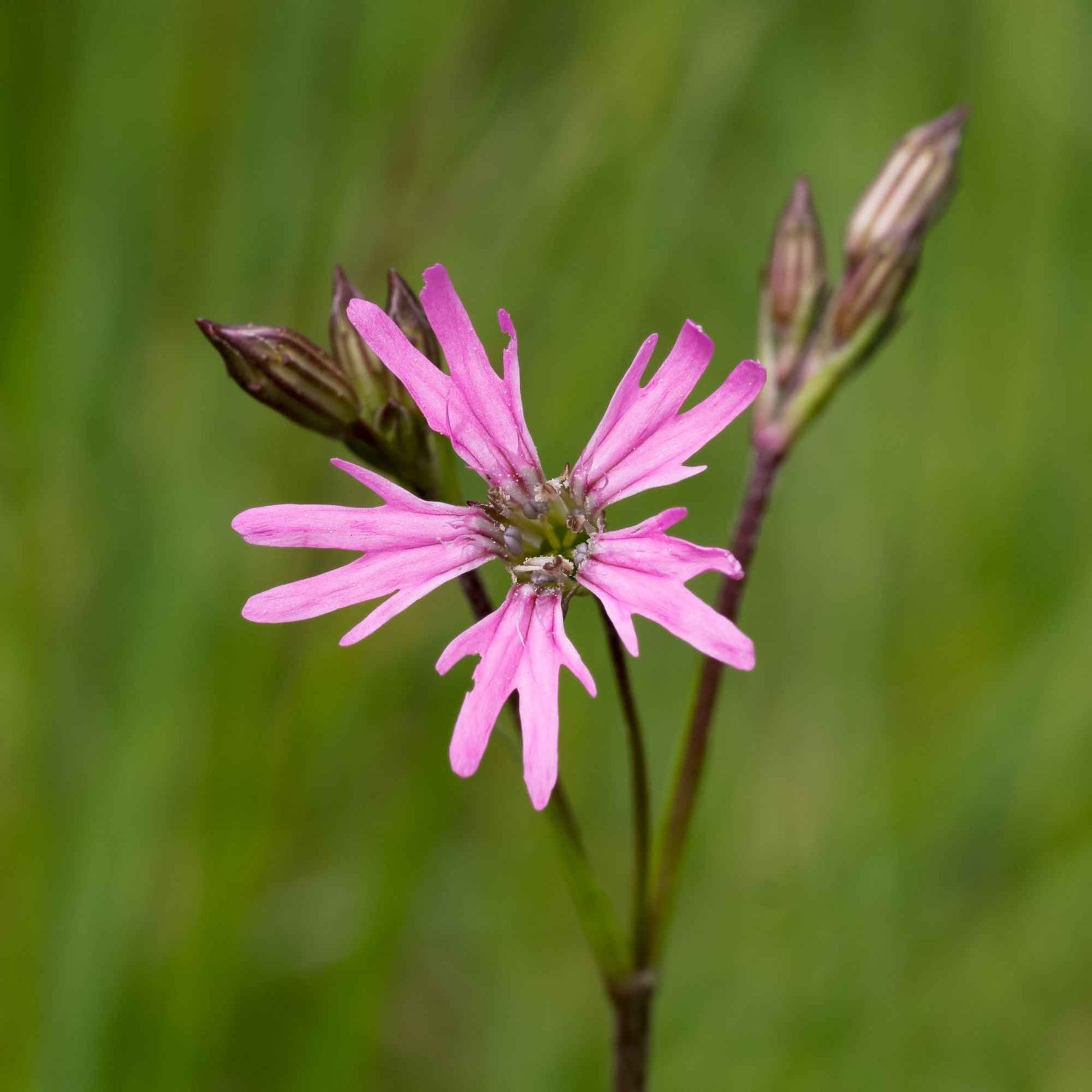 Echte koekoeksbloem - 3