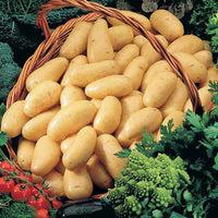 Aardappelcollectie: Amandine, Jeannette, Blanche - Solanum tuberosum 'amandine', 'jeannette', 'blanche' - Aardappels