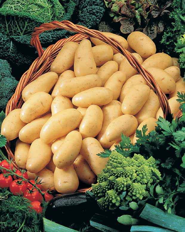 Aardappelcollectie: Amandine, Jeannette, Blanche - Solanum tuberosum 'amandine', 'jeannette', 'blanche' - Aardappels