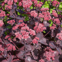 Sedum 'chocolate cherry'