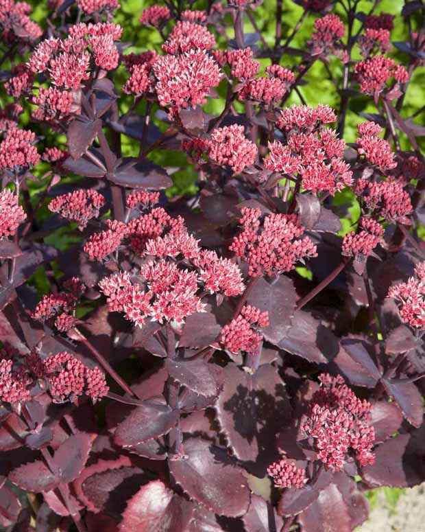 Sedum 'chocolate cherry'