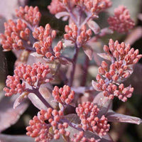 Vetkruid 'Blue Pearl' - Sedum 'chocolate cherry' - Vaste planten