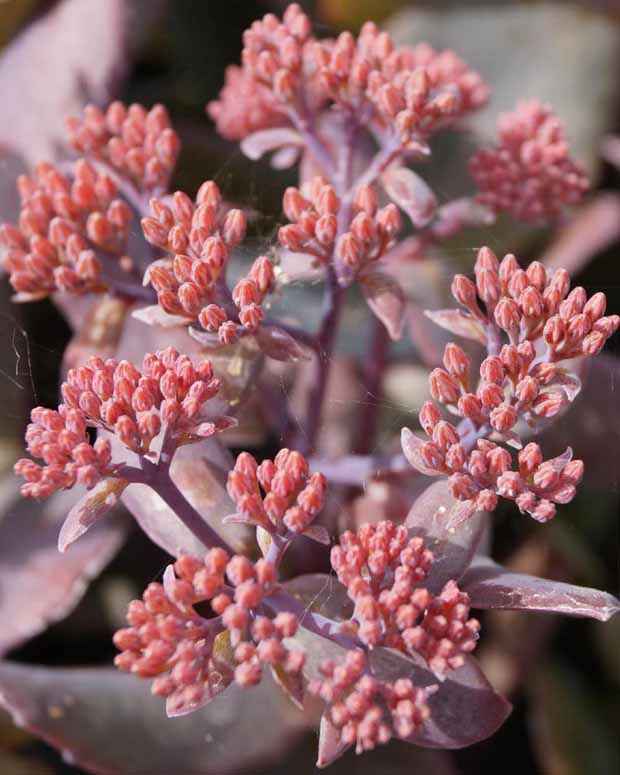 Vetkruid 'Blue Pearl' - Sedum 'chocolate cherry' - Vaste planten