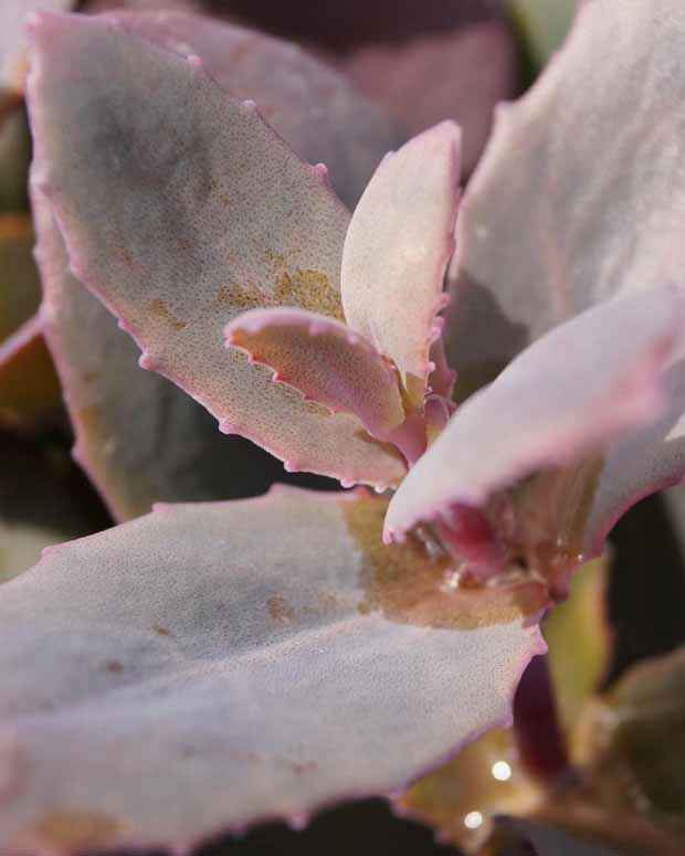 Vetkruid 'Blue Pearl' - Sedum 'chocolate cherry' - Type plant