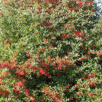 Vuurdoorn 'Dart's Red'® 'Interrada' - Pyracantha coccinea  dart's red ® 'interrada' - Groenblijvende tuinplanten