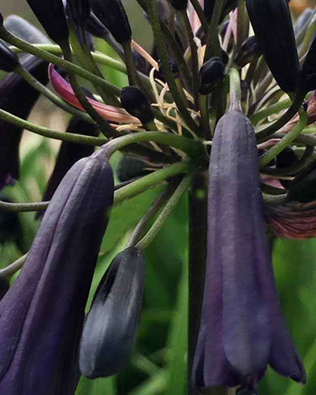 Afrikaanse lelie 'Black Magic' - Agapanthus black magic - Bloeiende vaste tuinplanten