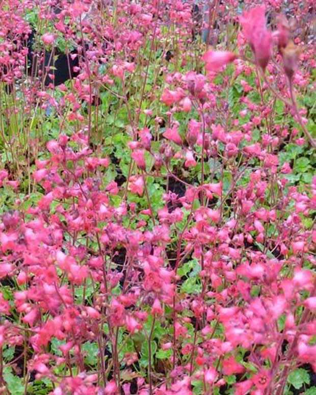 Purperklokje 'Pluie de Feu' - Heuchera pluie de feu - Vaste planten