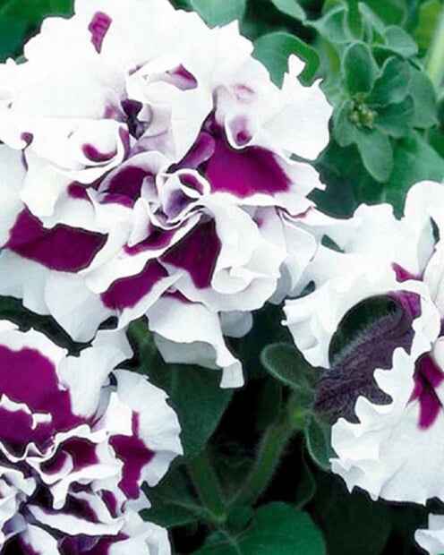 Dubbelbloemige petunia 'Purple Pirouette F1' - Petunia x multiflora - Moestuin
