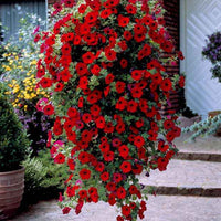 Petunia Collectie: rood, roze, geel - Petunia - Terras- en balkonplanten