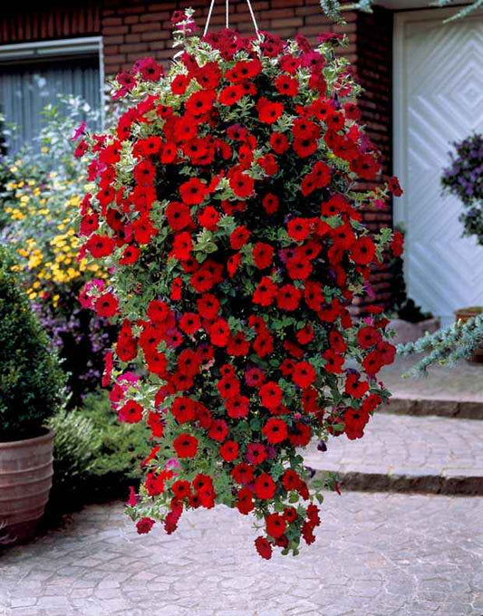 Petunia Collectie: rood, roze, geel - Petunia - Terras- en balkonplanten