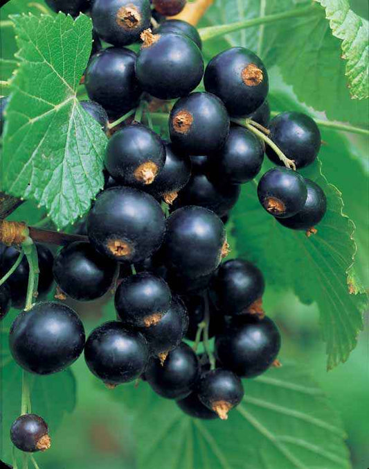 collectie van zwarte bessen en kruisbessen - Ribes rubrum rovada, ribes nigrum neva chereshneva - Fruit